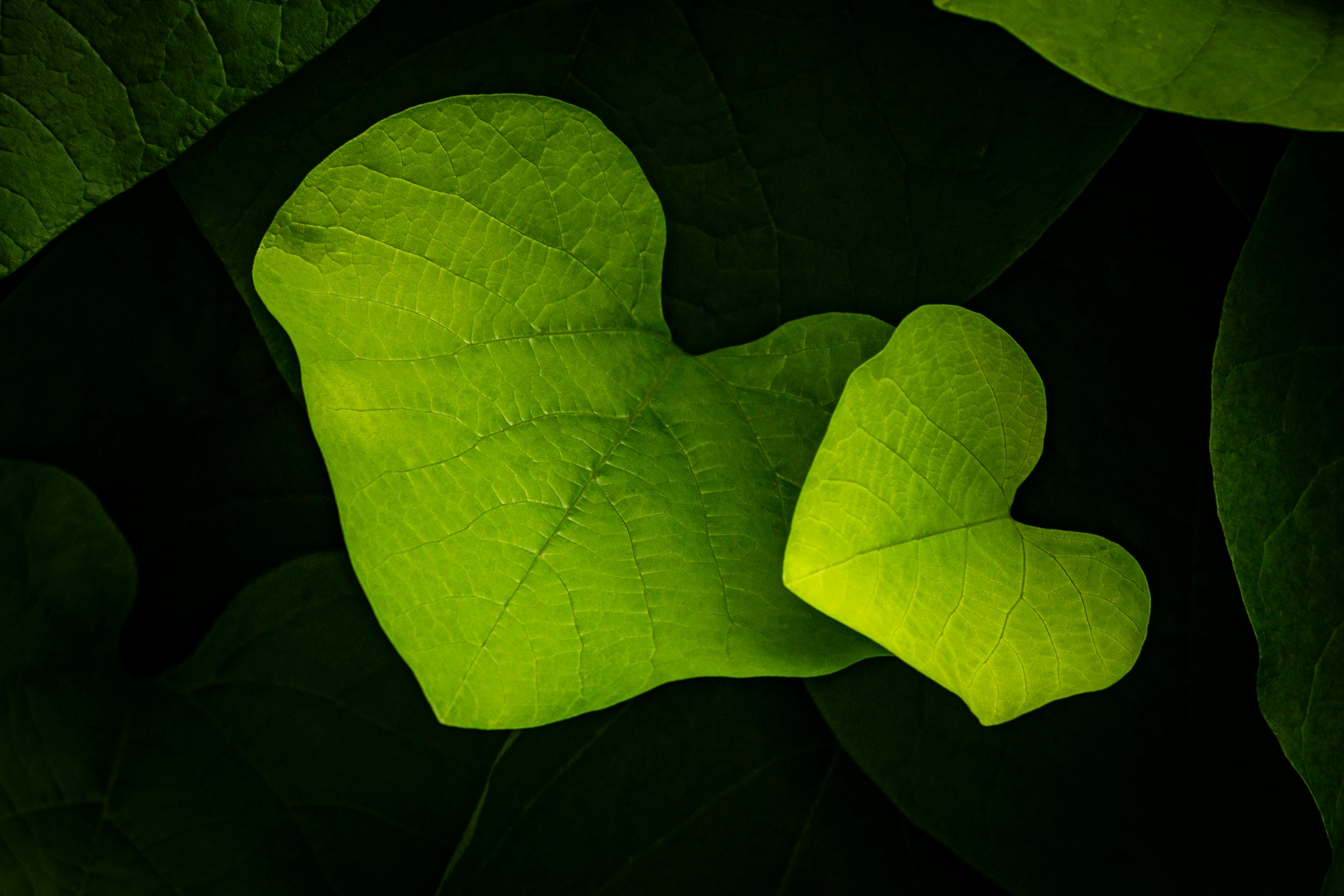 Contact us Today to Expand Your Team