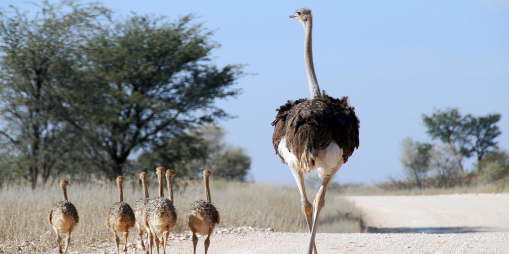 Ostrich Management: why it doesn’t work