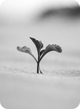 Executive Functions - C-Level