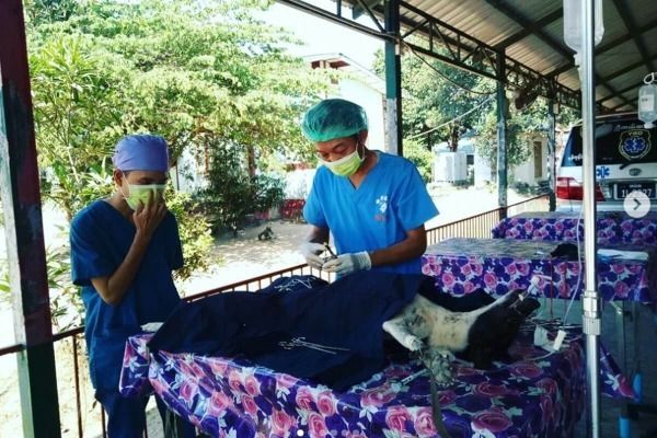 Yangon Canine Foundation (YCF)