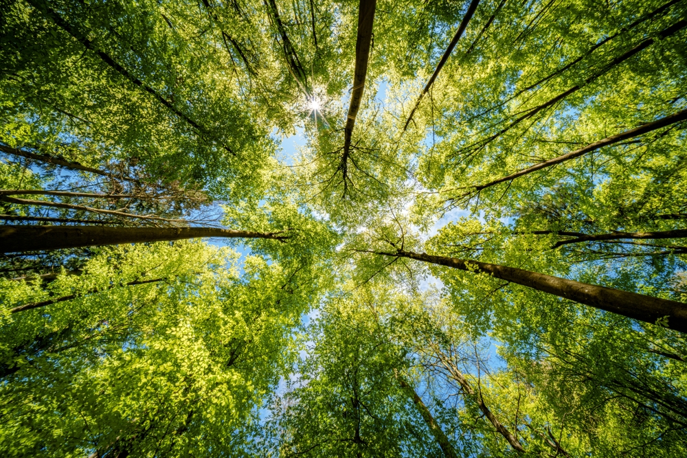 We’ve planted over 163,000 trees!