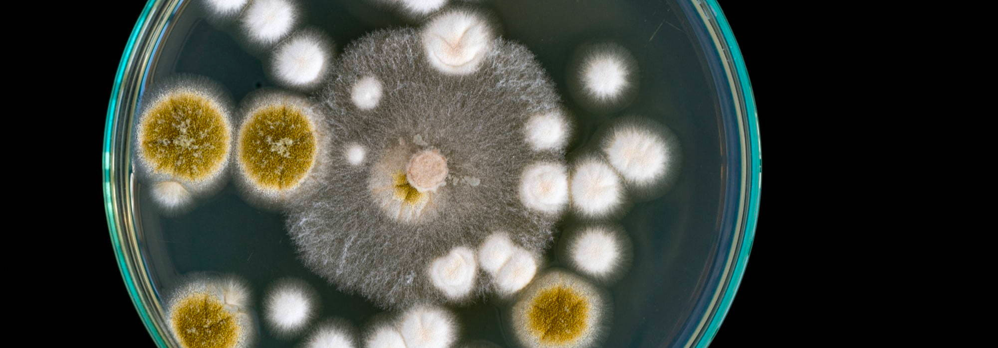 Everything You Need To Know About Penicillin