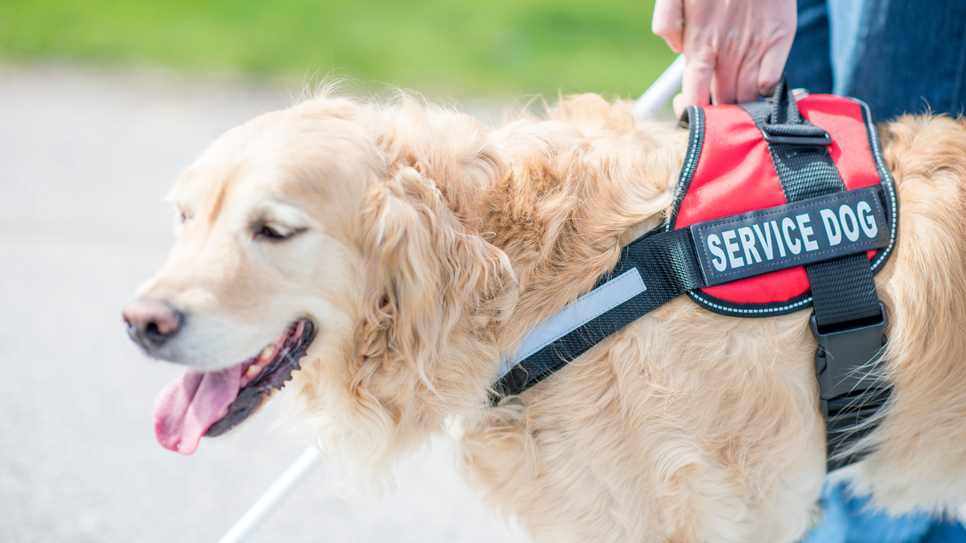 Protecting impact: the hidden recruitment risks in animal assistance and intervention charities