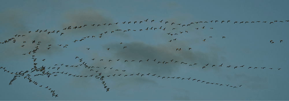 The Hidden Danger in the Skies: The Impact of Bird Strikes at Airports