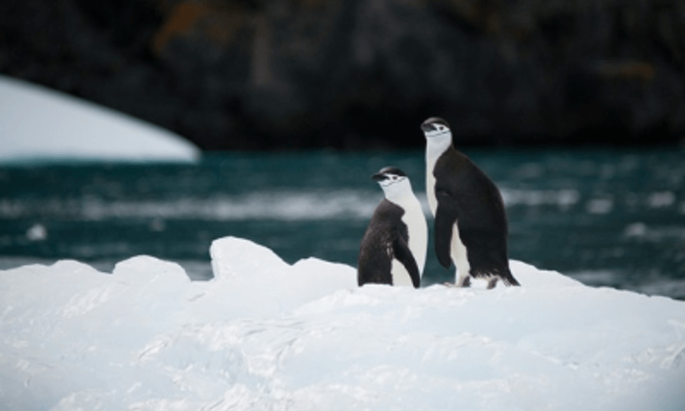 Reasons to Work in Antarctica