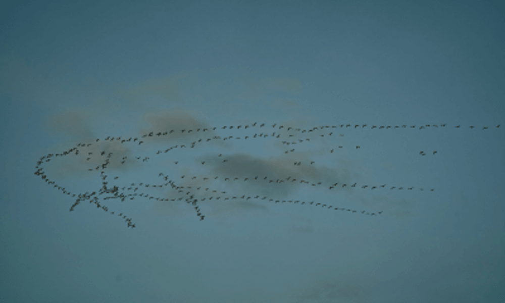 The Hidden Danger in the Skies: The Impact of Bird Strikes at Airports