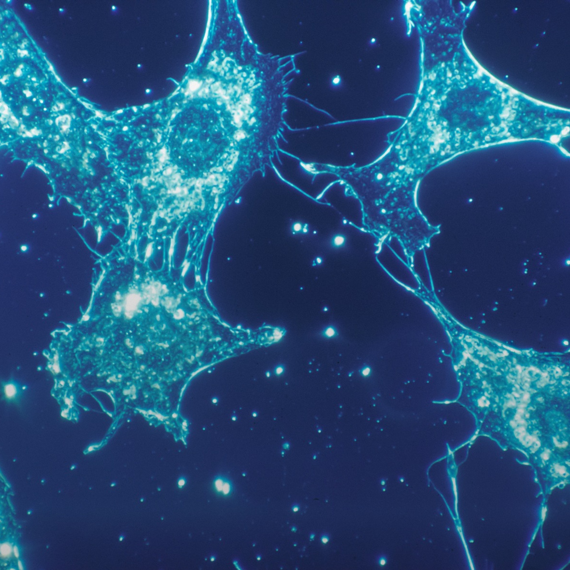 Discovery, Preclinical & Nonclinical & Early Development