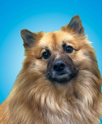 Opie Tulloch