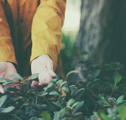 Ecologist Jobs: A Career Path Explained 