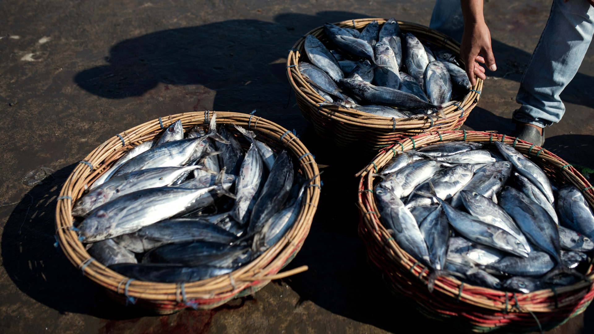 Blue Foods: The Life Sciences Talent Driving the Next Food Revolution